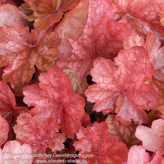 Kleinblütiges Silberglöckchen 'Cherry Cola' (Heuchera micrantha)