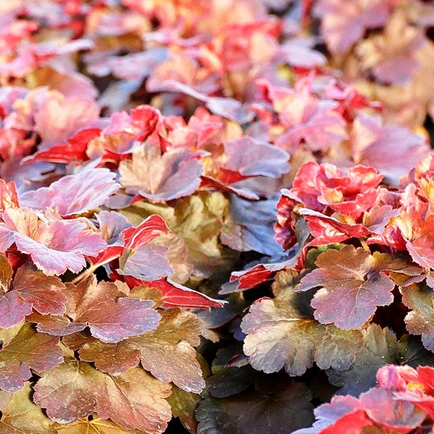 Kleinblütiges Silberglöckchen 'Cherry Cola' (Heuchera micrantha)