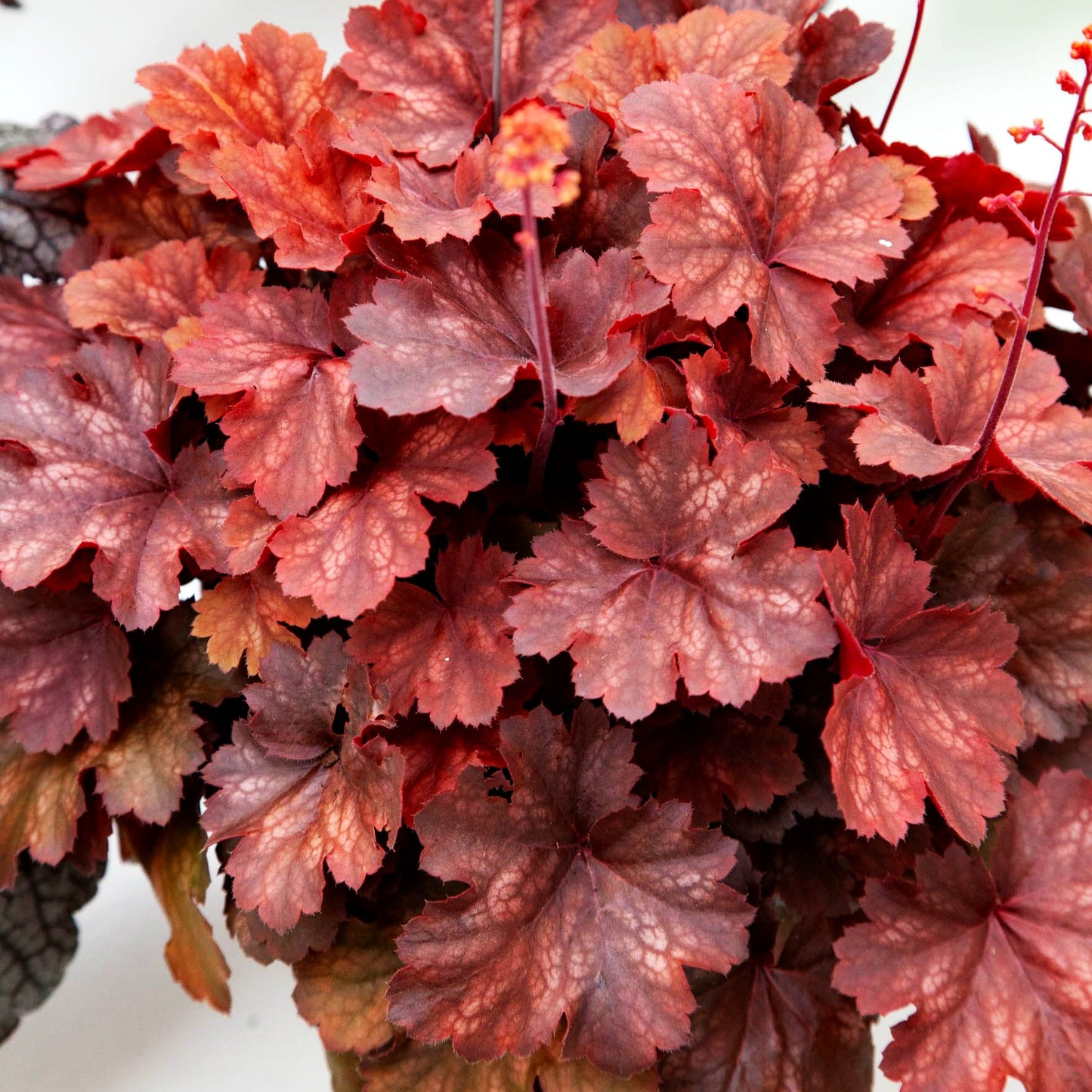 Kleinblütiges Silberglöckchen 'Cherry Cola' (Heuchera micrantha)