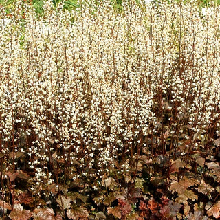 Kleinblütiges Silberglöckchen 'Chocolate Ruffles' (Heuchera micrantha)