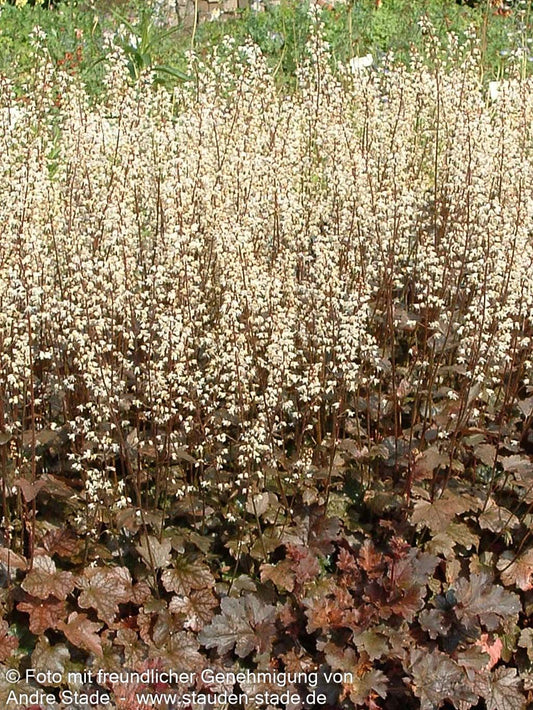 Kleinblütiges Silberglöckchen 'Chocolate Ruffles' (Heuchera micrantha)
