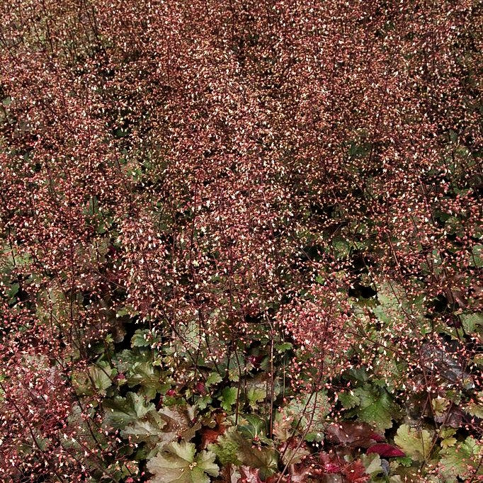 Kleinblütiges Silberglöckchen 'Chocolate Ruffles' (Heuchera micrantha)