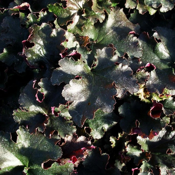 Kleinblütiges Silberglöckchen 'Chocolate Ruffles' (Heuchera micrantha)