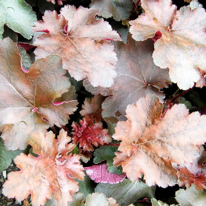 Kleinblütiges Silberglöckchen 'Chocolate Ruffles' (Heuchera micrantha)