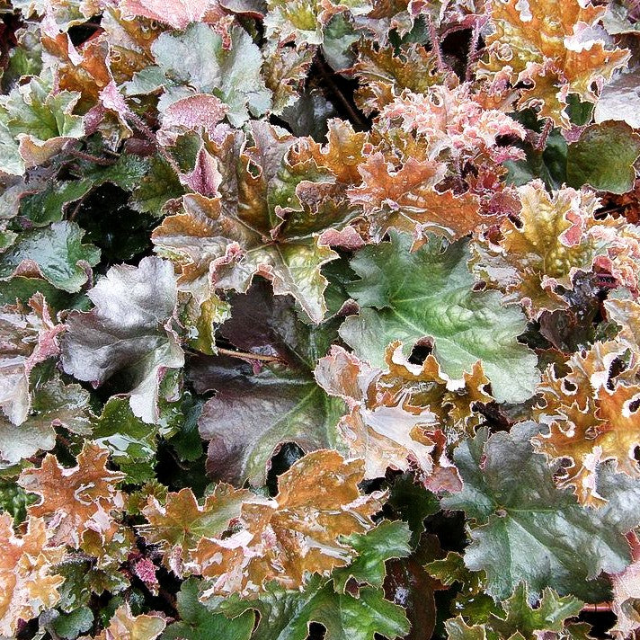 Kleinblütiges Silberglöckchen 'Chocolate Ruffles' (Heuchera micrantha)
