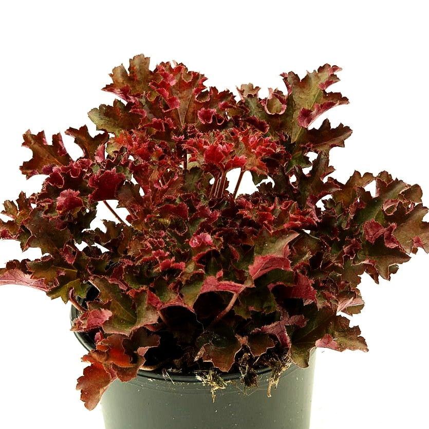 Kleinblütiges Silberglöckchen 'Crimson Curls' (Heuchera micrantha)