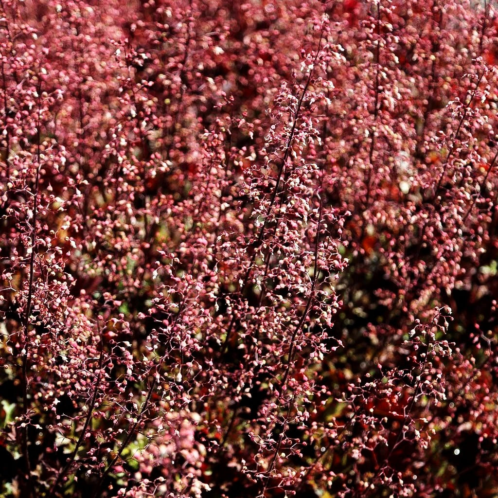 Kleinblütiges Silberglöckchen 'Crimson Curls' (Heuchera micrantha)