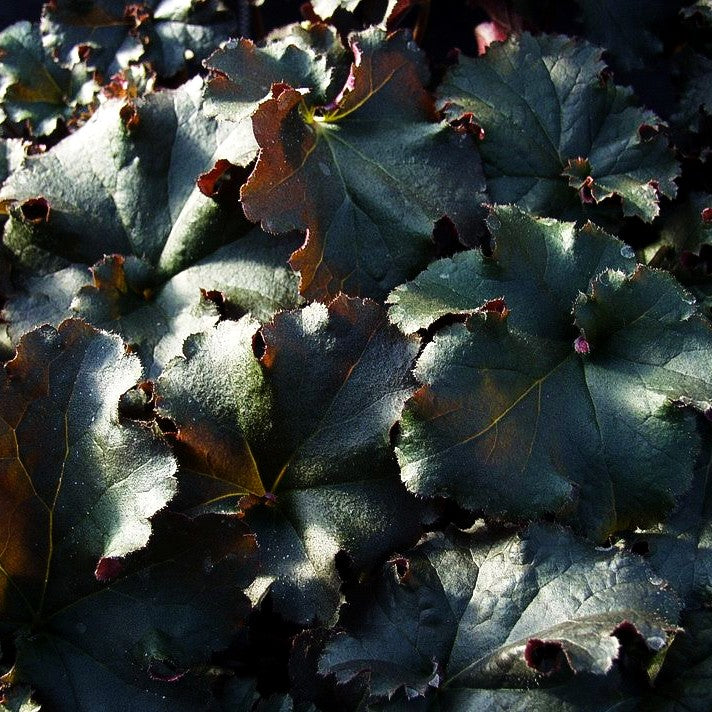 Kleinblütiges Silberglöckchen 'Crimson Curls' (Heuchera micrantha)
