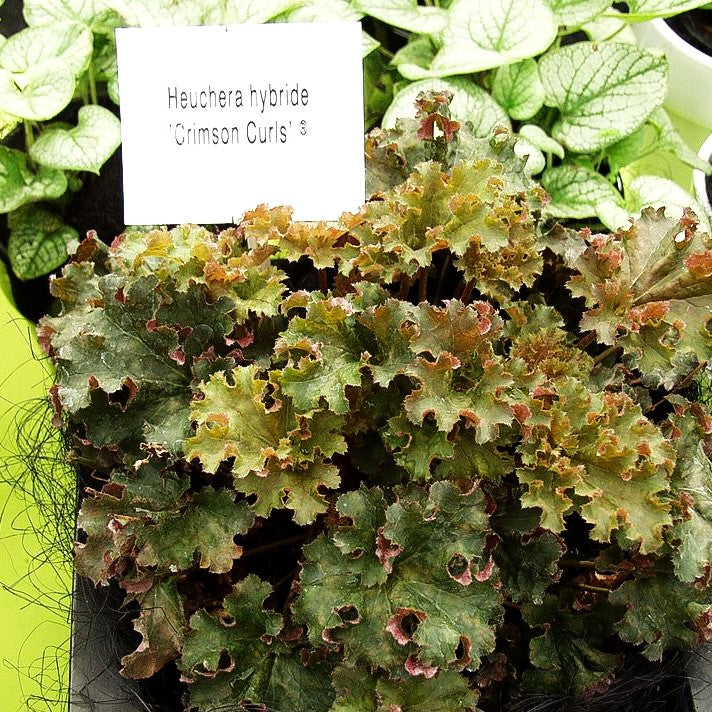Kleinblütiges Silberglöckchen 'Crimson Curls' (Heuchera micrantha)