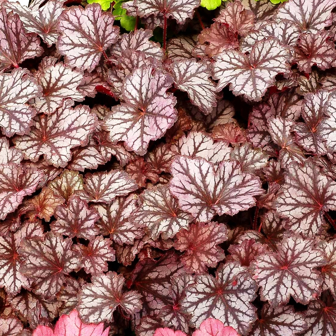 Kleinblütiges Silberglöckchen 'Frost' (Heuchera x cult. LC)