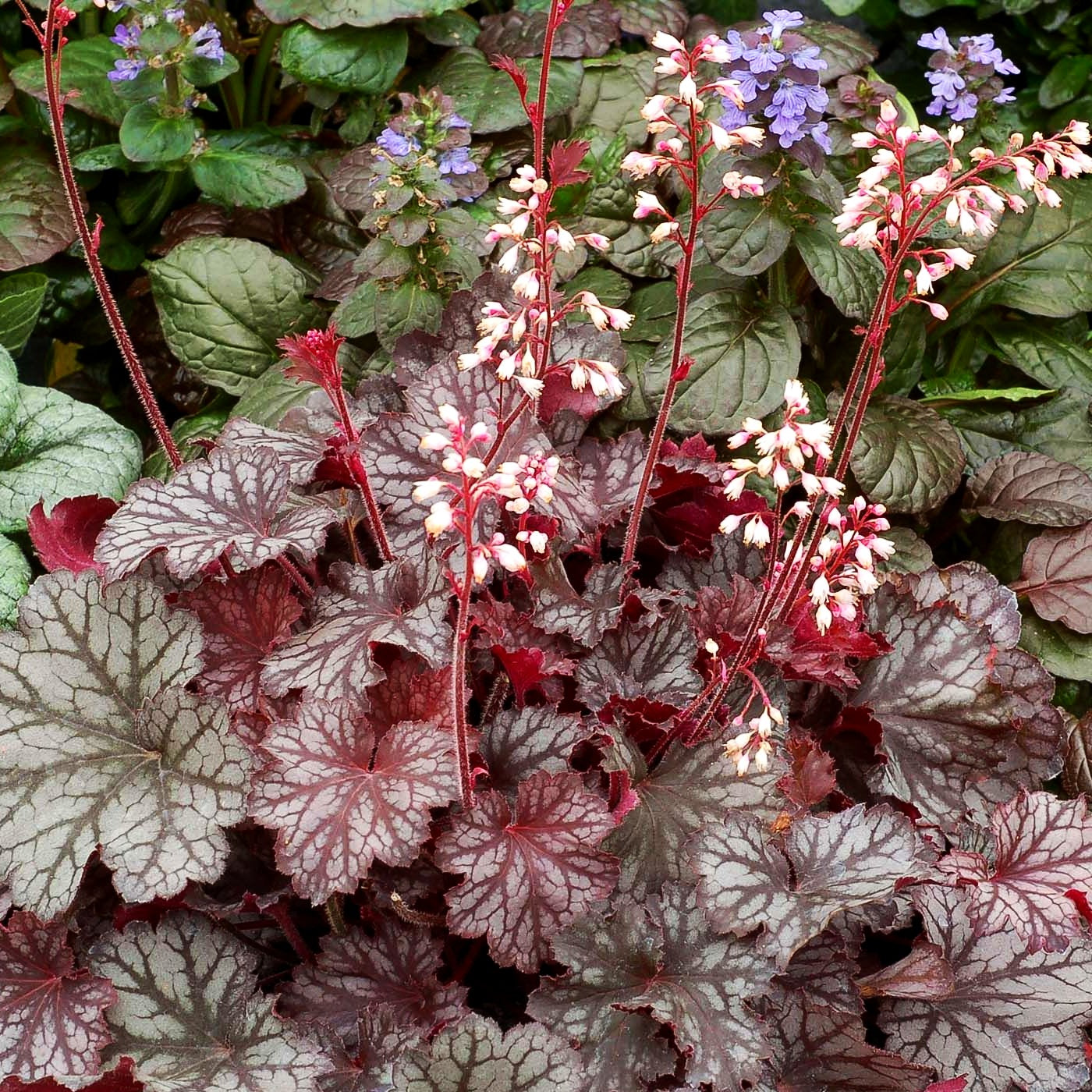 Kleinblütiges Silberglöckchen 'Frost' (Heuchera x cult. LC)