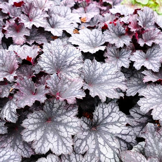 Kleinblütiges Silberglöckchen 'Frost' (Heuchera x cult. LC)