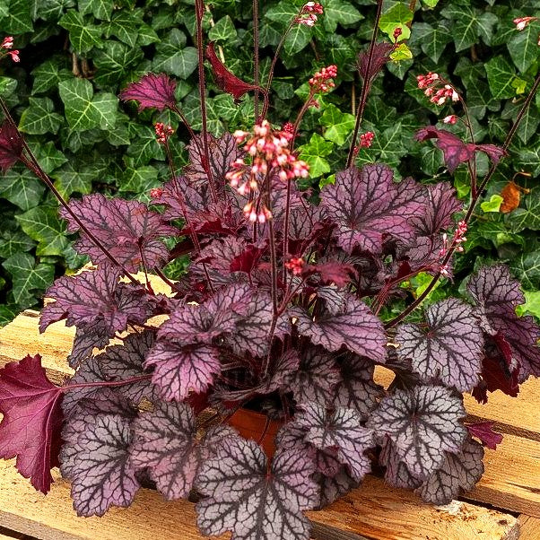 Kleinblütiges Silberglöckchen 'Frost' (Heuchera x cult. LC)