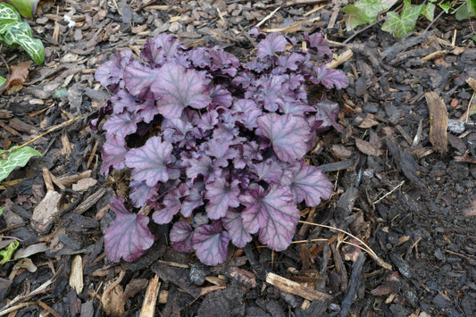 Kleinblütiges Silberglöckchen 'Frosty Night' (Heuchera micrantha)