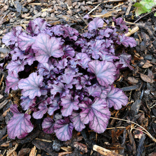 Kleinblütiges Silberglöckchen 'Frosty Night' (Heuchera micrantha)