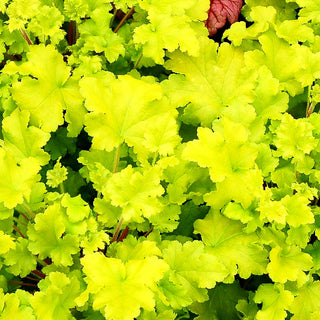 Kleinblütiges Silberglöckchen 'Lime Marmalade' (Heuchera micrantha)