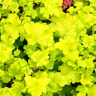 Kleinblütiges Silberglöckchen 'Lime Marmalade' (Heuchera micrantha)