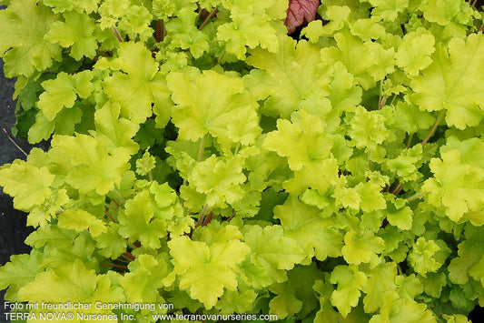 Kleinblütiges Silberglöckchen 'Lime Marmalade' (Heuchera micrantha)