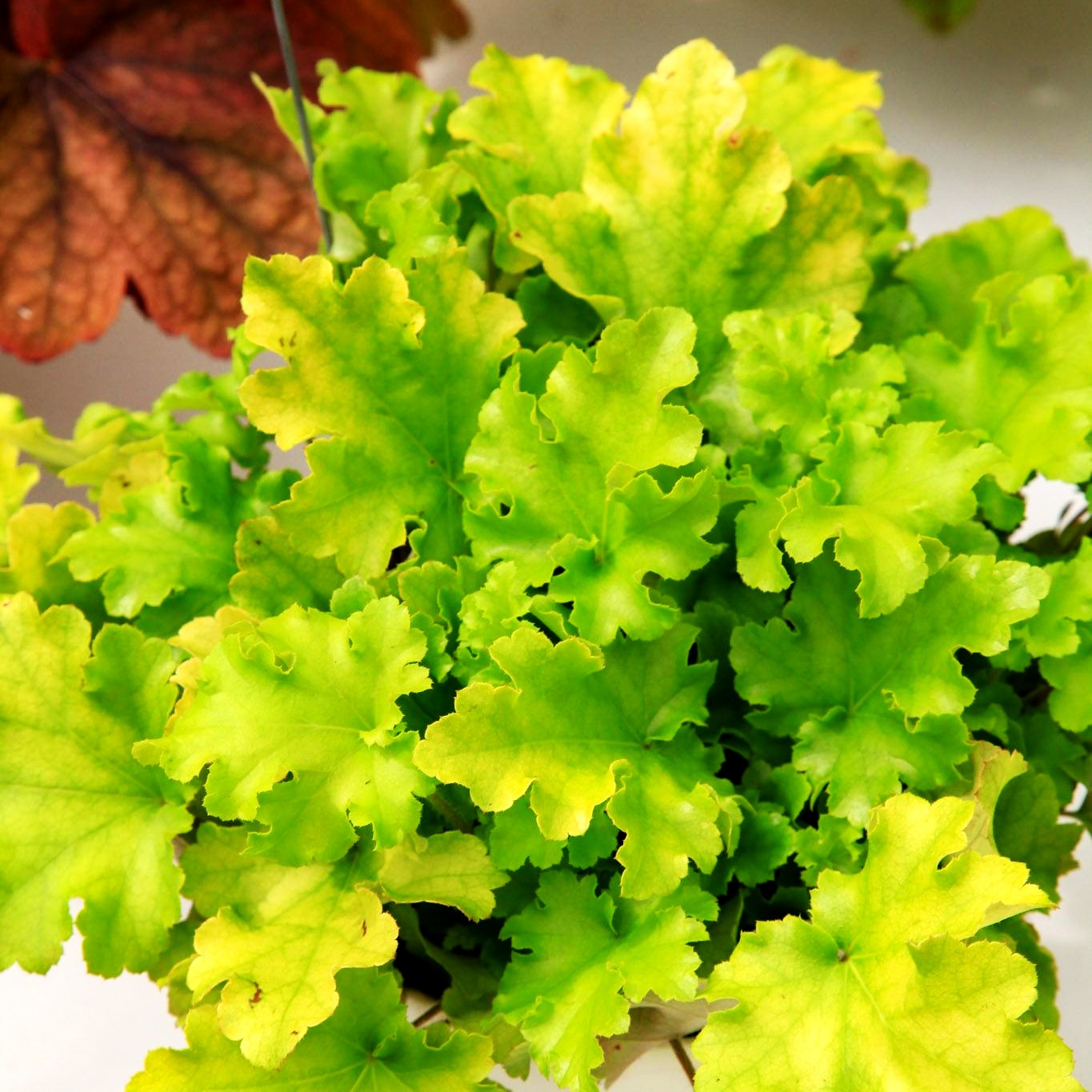 Kleinblütiges Silberglöckchen 'Lime Marmalade' (Heuchera micrantha)
