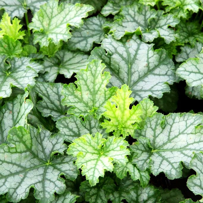 Kleinblütiges Silberglöckchen 'Lime Swizzle' (Heuchera x cult.)