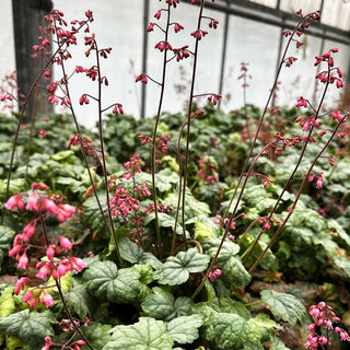 Kleinblütiges Silberglöckchen 'Mint Marquess' (Heuchera micrantha)