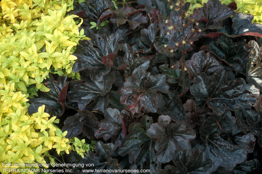 Kleinblütiges Silberglöckchen 'Obsidian' (Heuchera micrantha)