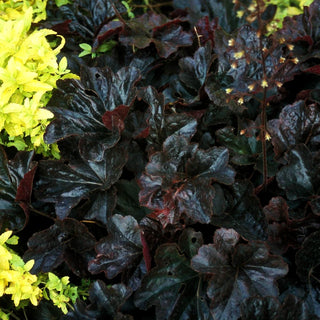 Kleinblütiges Silberglöckchen 'Obsidian' (Heuchera micrantha)