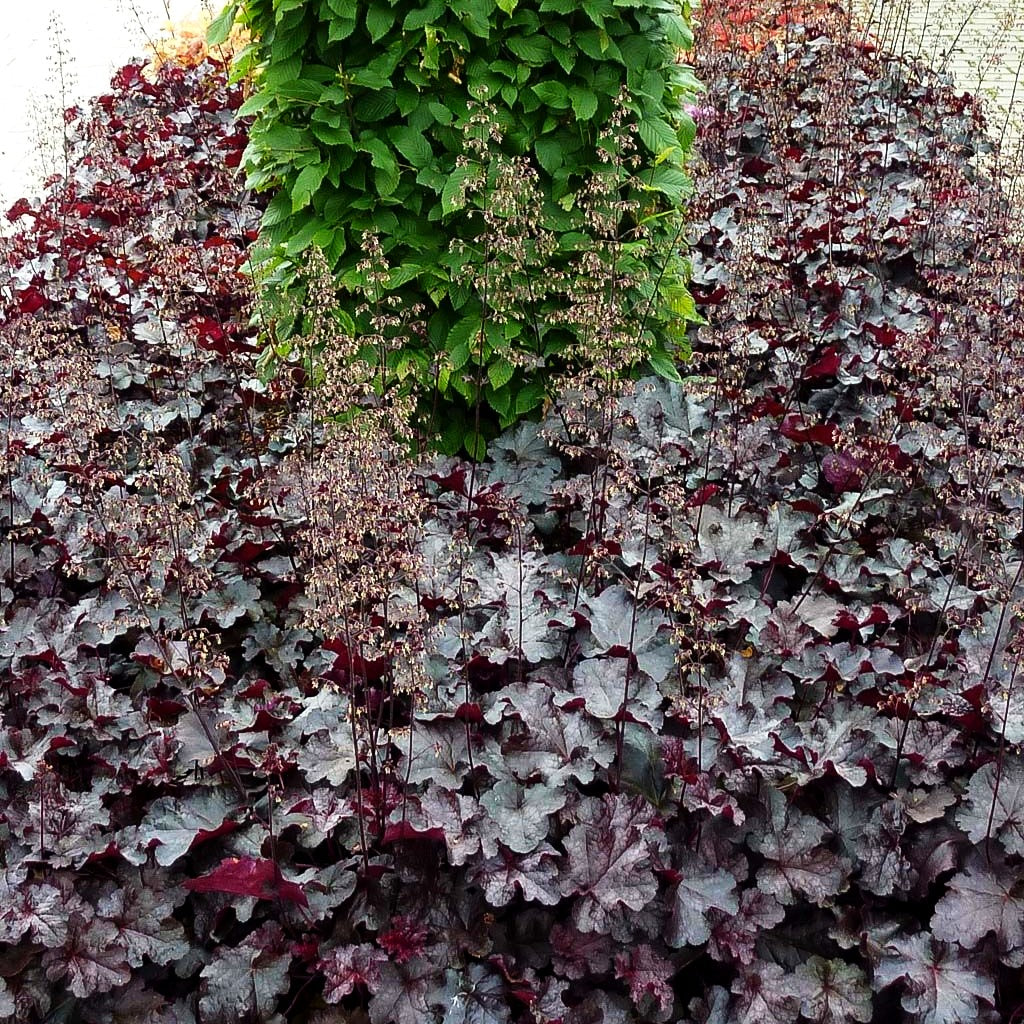 Kleinblütiges Silberglöckchen 'Obsidian' (Heuchera micrantha)