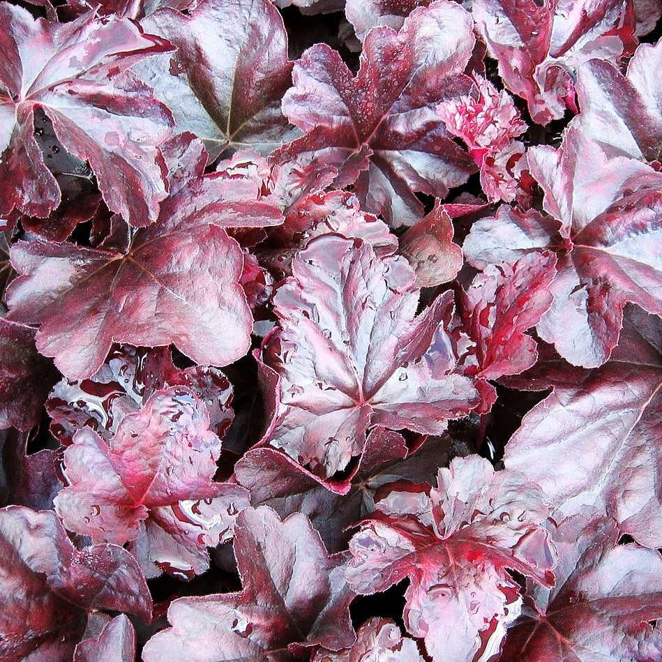 Kleinblütiges Silberglöckchen 'Obsidian' (Heuchera micrantha)