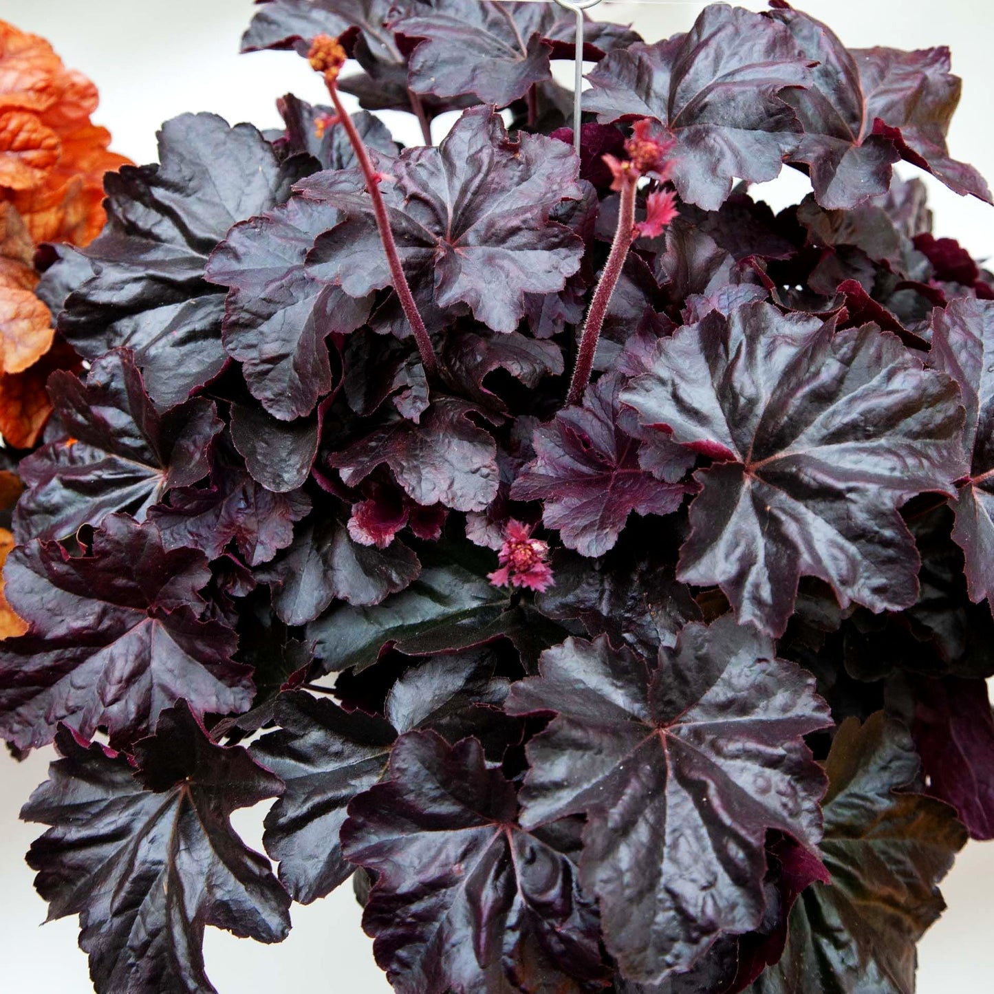 Kleinblütiges Silberglöckchen 'Obsidian' (Heuchera micrantha)