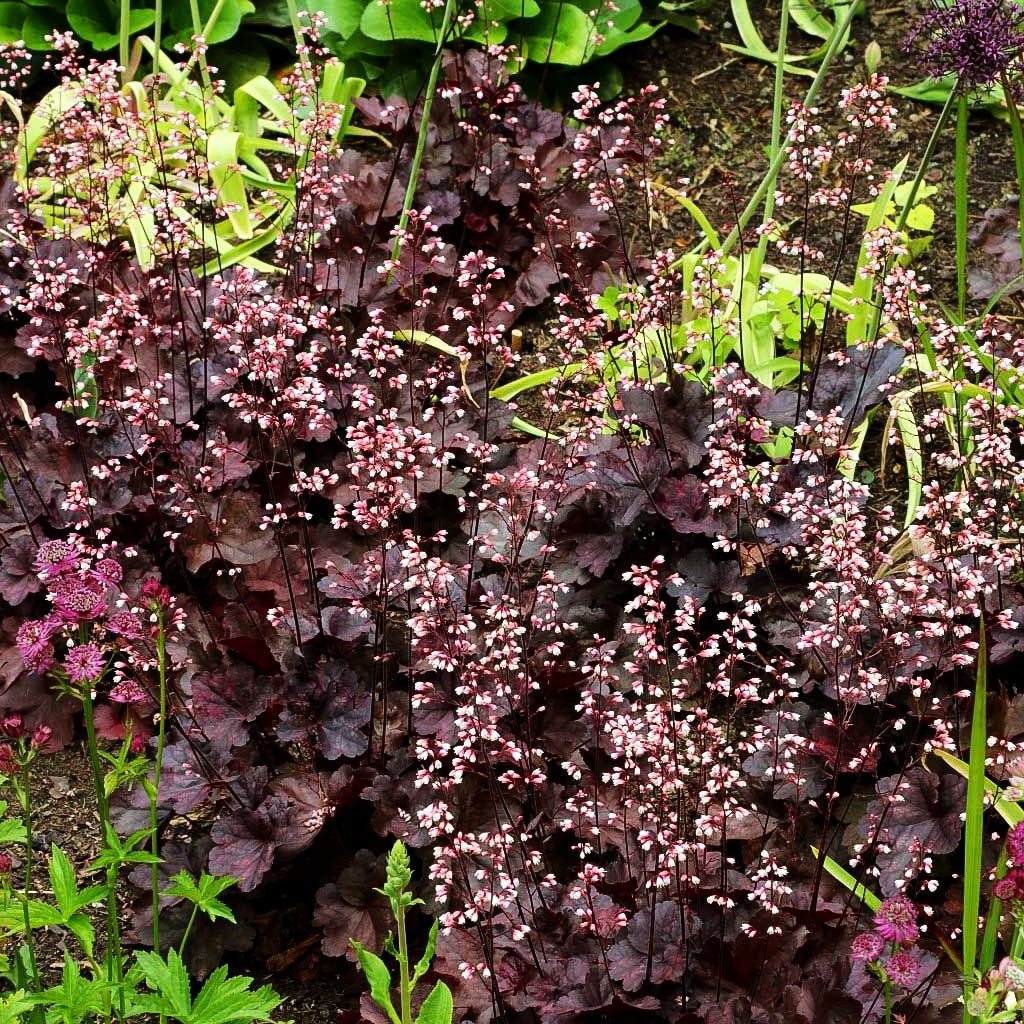 Kleinblütiges Silberglöckchen 'Obsidian' (Heuchera micrantha)
