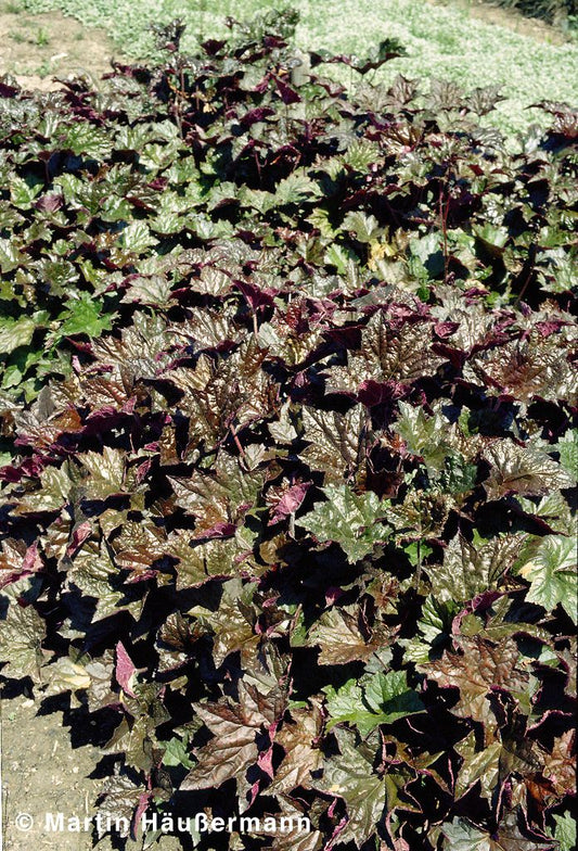 Kleinblütiges Silberglöckchen 'Palace Purple' (Heuchera micrantha)