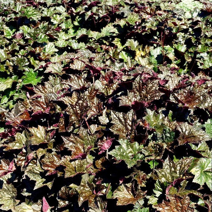 Kleinblütiges Silberglöckchen 'Palace Purple' (Heuchera micrantha)