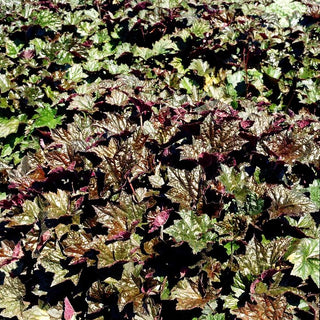 Kleinblütiges Silberglöckchen 'Palace Purple' (Heuchera micrantha)