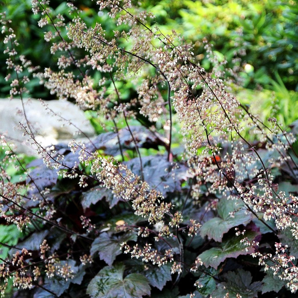 Kleinblütiges Silberglöckchen 'Palace Purple' (Heuchera micrantha)