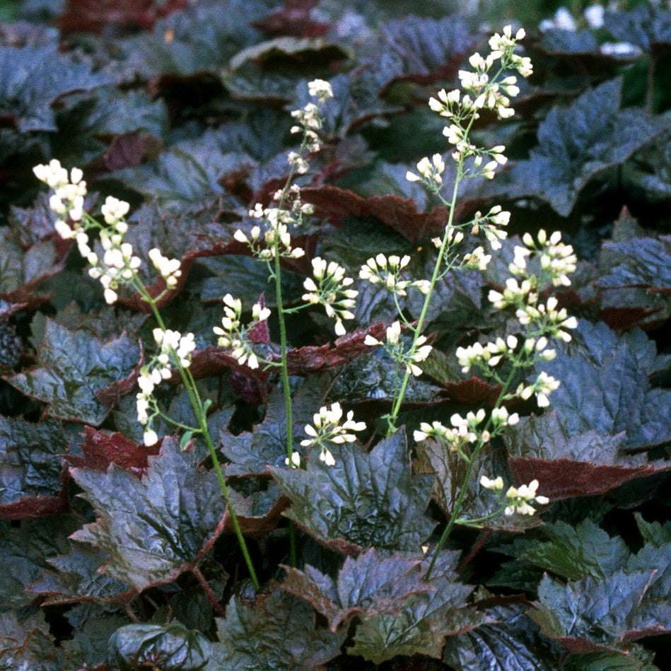 Kleinblütiges Silberglöckchen 'Palace Purple' (Heuchera micrantha)
