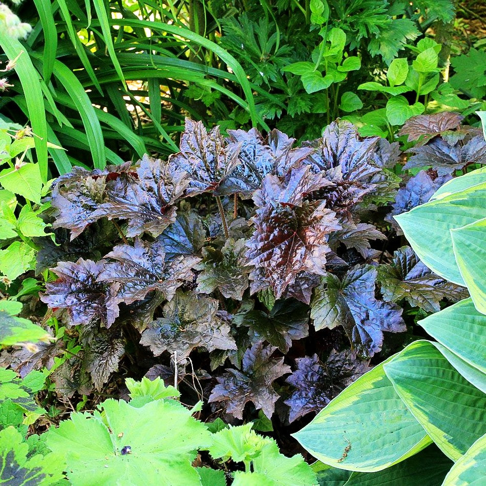 Kleinblütiges Silberglöckchen 'Palace Purple' (Heuchera micrantha)