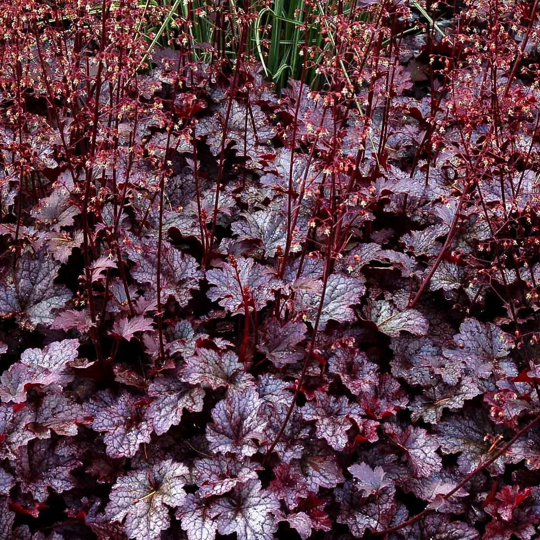 Kleinblütiges Silberglöckchen 'Plum Pudding' (Heuchera micrantha)
