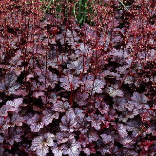 Kleinblütiges Silberglöckchen 'Plum Pudding' (Heuchera micrantha)