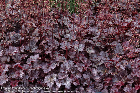 Kleinblütiges Silberglöckchen 'Plum Pudding' (Heuchera micrantha)