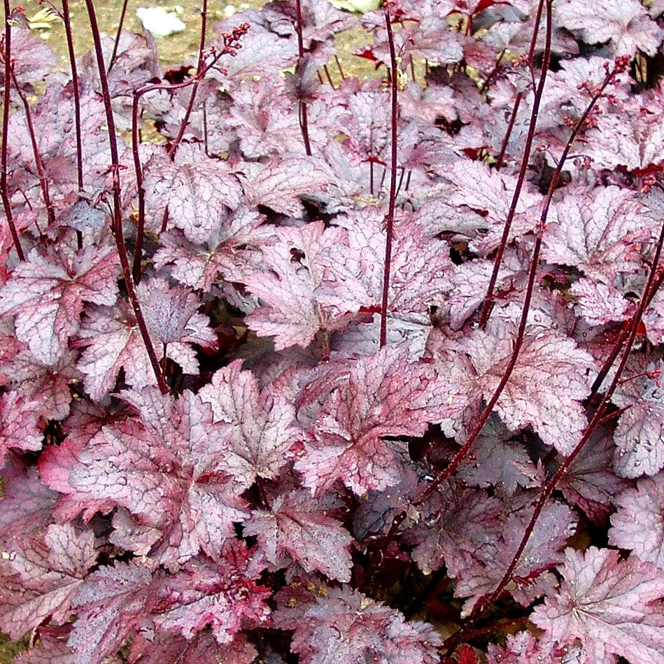 Kleinblütiges Silberglöckchen 'Plum Pudding' (Heuchera micrantha)