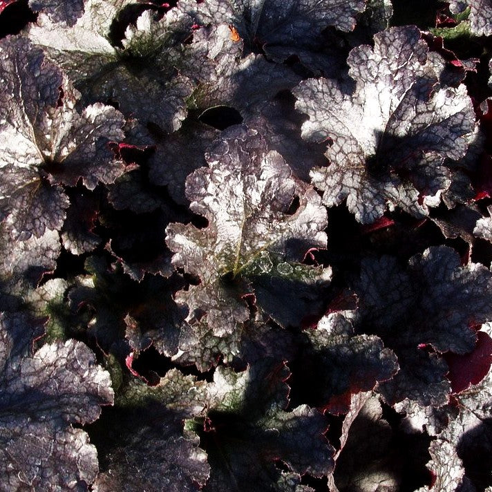Kleinblütiges Silberglöckchen 'Plum Pudding' (Heuchera micrantha)