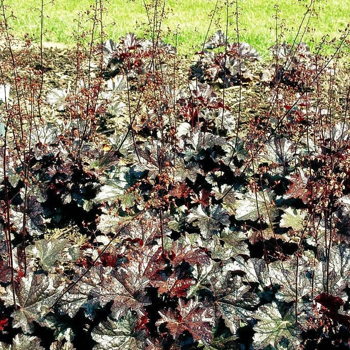 Kleinblütiges Silberglöckchen 'Plum Pudding' (Heuchera micrantha)