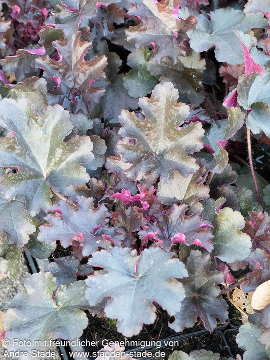 Kleinblütiges Silberglöckchen 'Prince' (Heuchera micrantha)