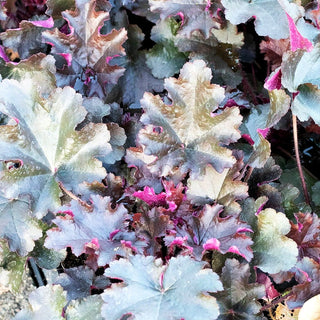 Kleinblütiges Silberglöckchen 'Prince' (Heuchera micrantha)