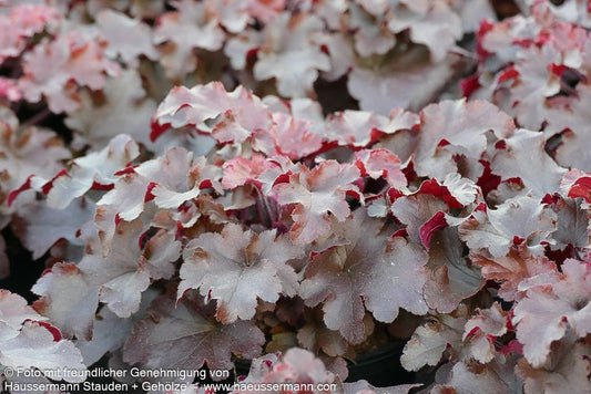 Kleinblütiges Silberglöckchen 'Red Fury' (Heuchera micrantha)