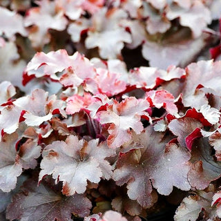 Kleinblütiges Silberglöckchen 'Red Fury' (Heuchera micrantha)