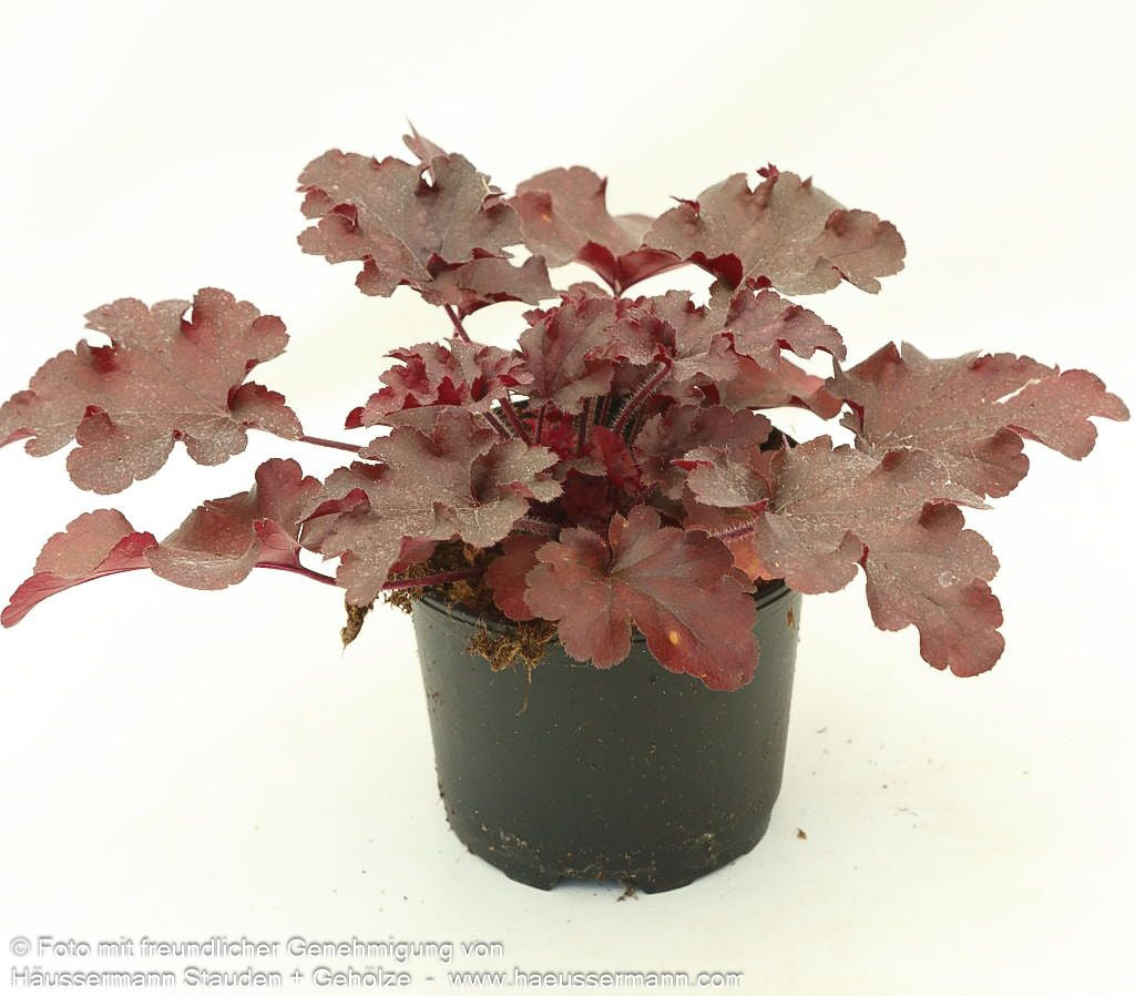 Kleinblütiges Silberglöckchen 'Red Fury' (Heuchera micrantha)