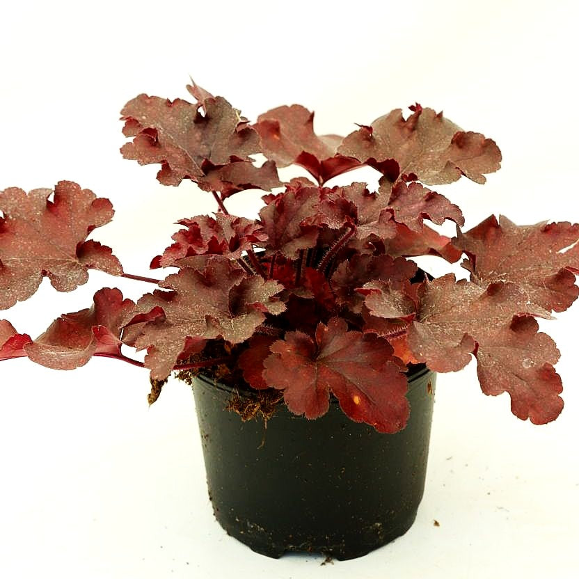 Kleinblütiges Silberglöckchen 'Red Fury' (Heuchera micrantha)