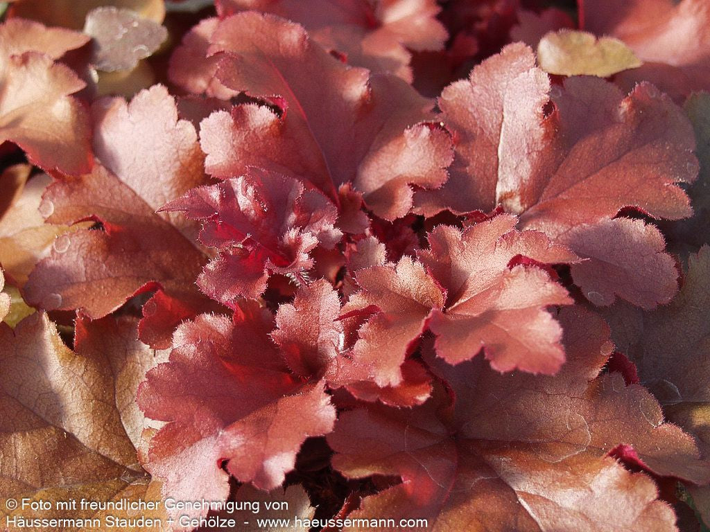 Kleinblütiges Silberglöckchen 'Red Fury' (Heuchera micrantha)